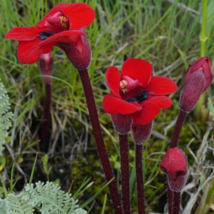 Phelypaea tournefortii